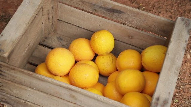 Naranjas