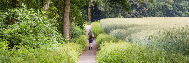 Fototapeta premium Walking through the beautiful Dutch countryside with oak trees and a rye field