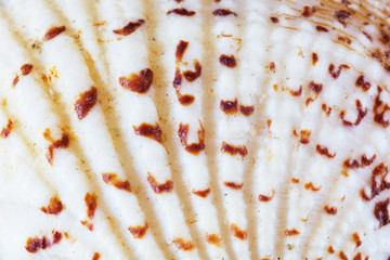 Sea shells collection