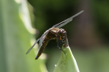 Libellula depressa - dragonfly sitting on a large aloe tree.