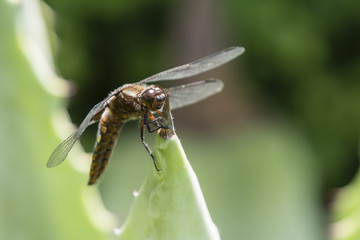 Libellula depressa - dragonfly sitting on a large aloe tree.