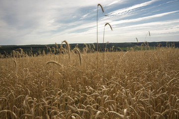 Spike of wheat against the blue sky and the wheat field on the background