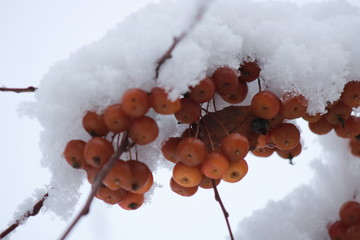 Red apples under the snow