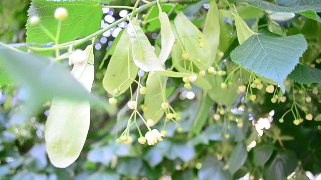 Tilia, lime trees, lime bushes, linden, basswood, flowers