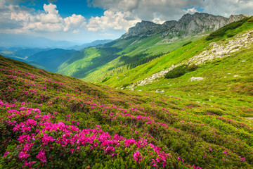 Fototapeta na wymiar Magical pink rhododendron flowers in the mountains, Bucegi, Carpathians, Romania
