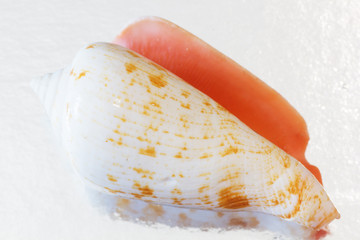Sea shells collection