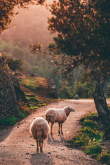 Bäuerlich Schafe spazieren im Sonnenuntergang für die wolle