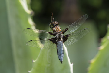Libellula depressa - dragonfly sitting on a large aloe tree.