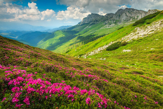Magical pink rhododendron flowers in the mountains, Bucegi, Carpathians, Romania