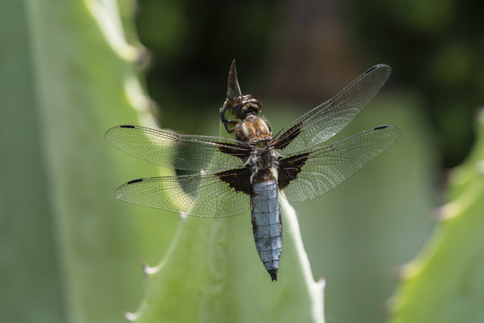 Libellula depressa - dragonfly sitting on a large aloe tree.