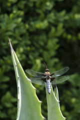Libellula depressa - dragonfly sitting on a large aloe tree.