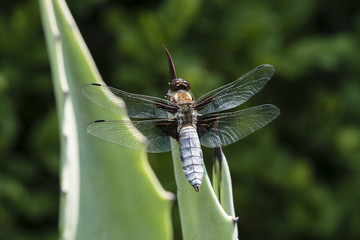 Libellula depressa - dragonfly sitting on a large aloe tree.