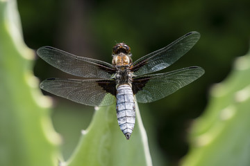 Libellula depressa - dragonfly sitting on a large aloe tree.