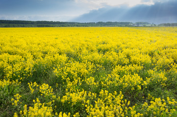 Fototapeta premium yellow rape seed field in spring