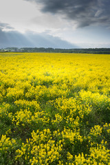 Obraz premium yellow rape seed field in spring