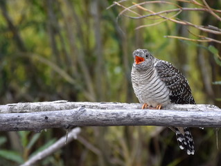 A large common cuckoo chick calling