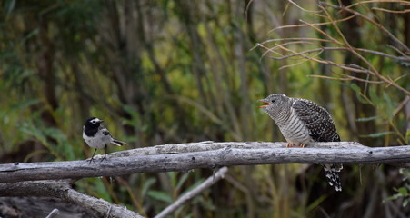 A large common cuckoo chick asking its wagtail host for more food