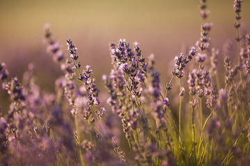 Obraz premium beautiful lavender field at sunset