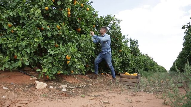Naranjas