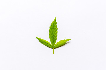 Hemp leaf