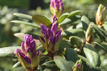 Ultra violet nerium, purple oleander, blooming mauve oleander 2018