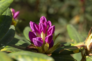 Ultra violet nerium, purple oleander, blooming mauve oleander 2018