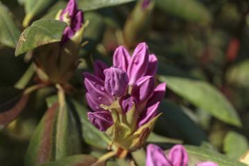 Ultra violet nerium, purple oleander, blooming mauve oleander 2018