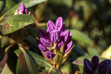 Ultra violet nerium, purple oleander, blooming mauve oleander 2018
