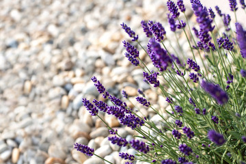 Background of violet lavender