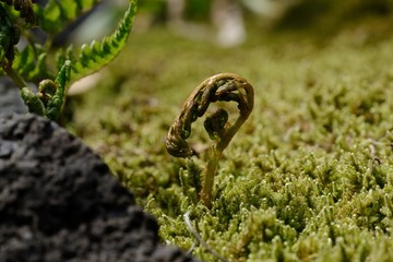 草の芽生え