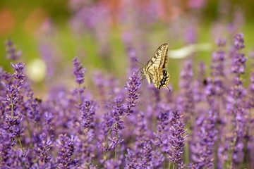 Butterfly flying over lavender flower, butterflies on lavender flower