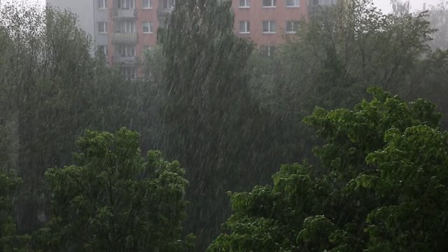 Heavy rain in the summer comes with gusty winds and atmospheric rulings that will announce a gentle cooling and life-giving water for plants and animals.