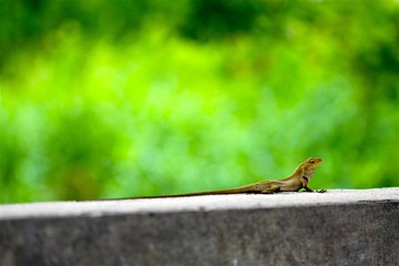 Lizard on the roadside , macro close- up nature animal small.