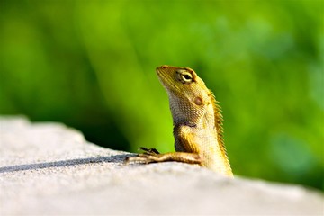 Lizard on the roadside , macro close- up nature animal small.