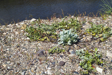Oysterleaf (Mertensia maritima). Known as Oysterplant and Sea bluebells also.
