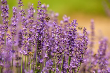 honeybee flying over lavender flower, honeybee pollinating lavender flower