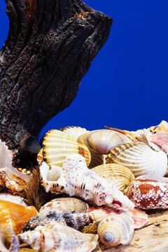Sea shells collection