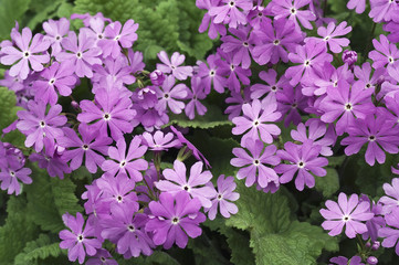 Japanese primrose (Primula sieboldii). Known also as Asiatic primrose and Cortusoides primula. Another scientific name is Primula patens.