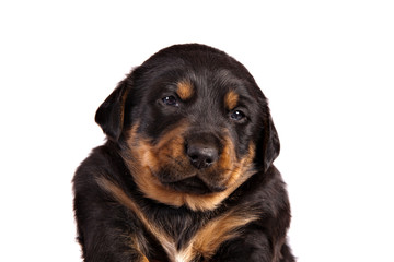 Adorable chubby puppy portrait on white background