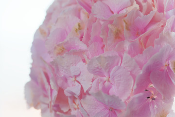 Close up of blooming pink hydrangea flower. Tinted photo. Shallow depth of field.