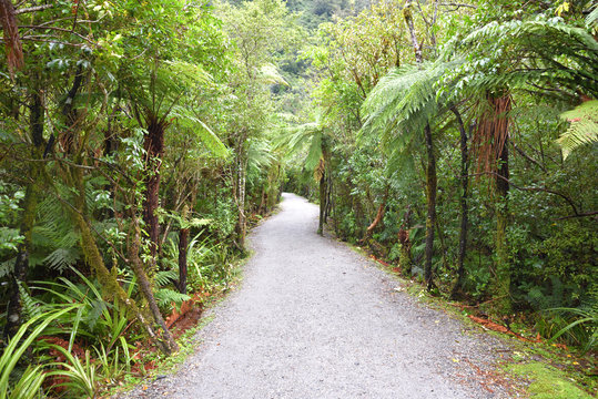 Weg im Regenwald, Wanderung im Regenwald
