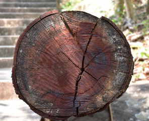 Cross section of tree trunk after it is saw cause striped and a long time cause rift. Blurred...