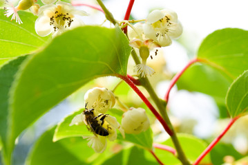 Kiwiblüte Kiwis im heimischen Garten