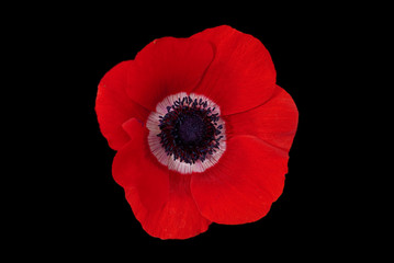 Poppy