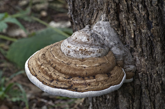Artist’s conk fungus (Ganoderma applanatum). Known also as Artist’s bracket and Bear bread.