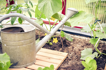 Gemüseanbau im Gewächshaus im Garten
