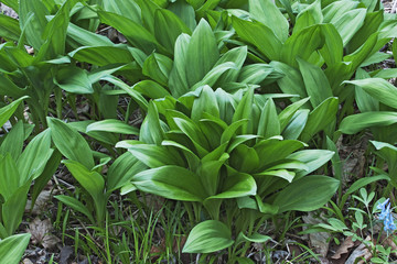 Ramsons (Allium ursinum). Known as Buckrams, Wild Garlic, Broad-leaved Garlic, Wood Garlic, Bear Leek and Bear's Garlic also.