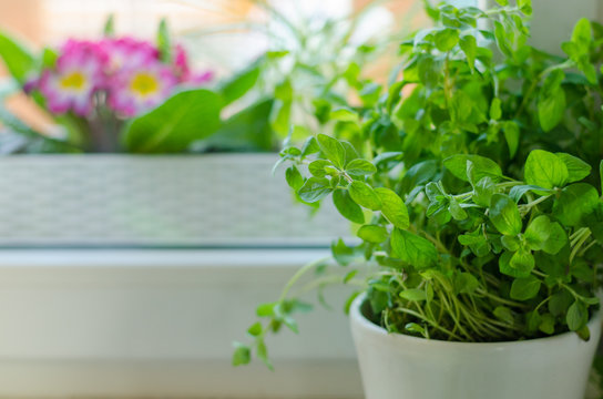 Herbs in pot home