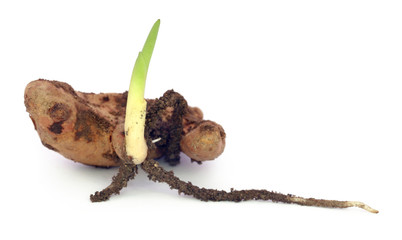 Baby turmeric plant