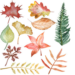 watercolor clipart of autumn leaves and plants
